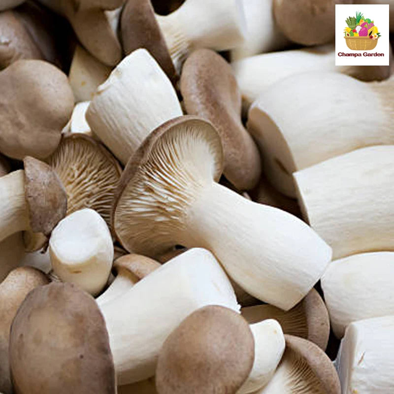 KING OYSTER MUSHROOM PACK 200G 杏鮑菇包 200G 0083