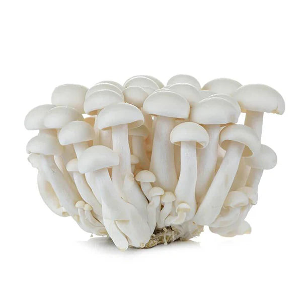 SMALL WHITE SHINEJI MUSHROOM PACK 150G 小白玉蘑菇包 150G 0090